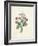 Chinese Primrose-Pierre-Joseph Redouté-Framed Giclee Print