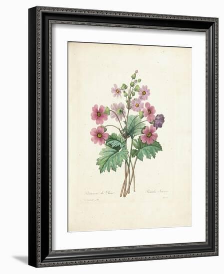 Chinese Primrose-Pierre-Joseph Redouté-Framed Giclee Print