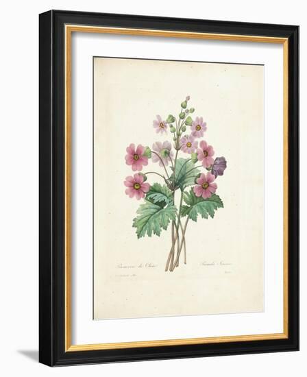 Chinese Primrose-Pierre-Joseph Redouté-Framed Giclee Print