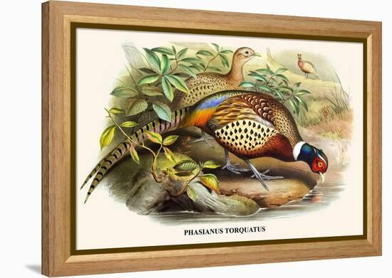 Chinese Ring-Necked Pheasant-Birds Of Asia-John Gould-Framed Stretched Canvas