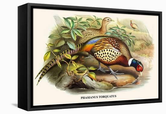 Chinese Ring-Necked Pheasant-Birds Of Asia-John Gould-Framed Stretched Canvas