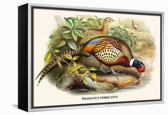 Chinese Ring-Necked Pheasant-Birds Of Asia-John Gould-Framed Stretched Canvas