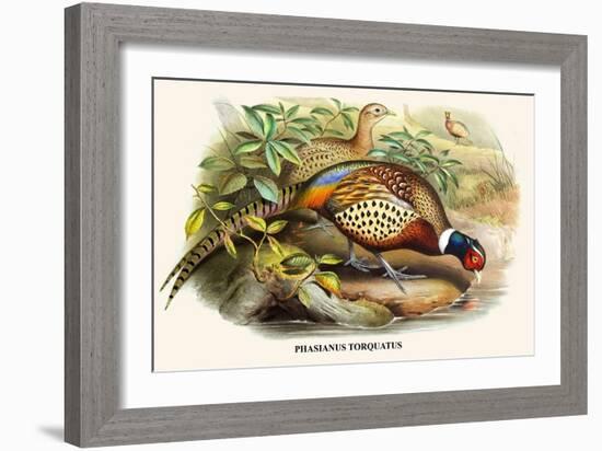 Chinese Ring-Necked Pheasant-Birds Of Asia-John Gould-Framed Art Print