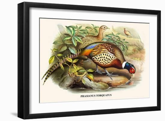 Chinese Ring-Necked Pheasant-Birds Of Asia-John Gould-Framed Art Print