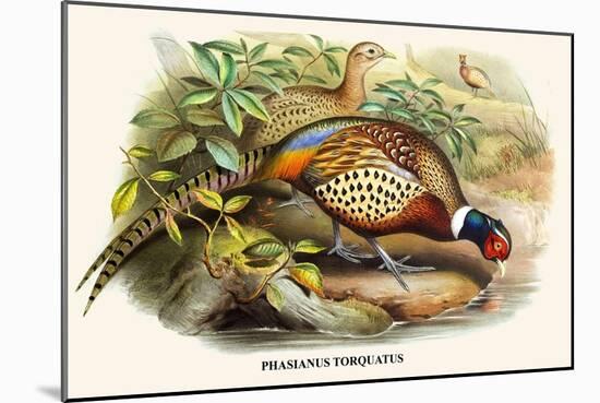 Chinese Ring-Necked Pheasant-Birds Of Asia-John Gould-Mounted Art Print