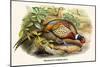 Chinese Ring-Necked Pheasant-Birds Of Asia-John Gould-Mounted Art Print