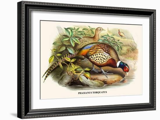 Chinese Ring-Necked Pheasant-Birds Of Asia-John Gould-Framed Art Print