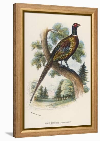 Chinese Ring-Necked Pheasant Phasianus Torquatus-null-Framed Premier Image Canvas