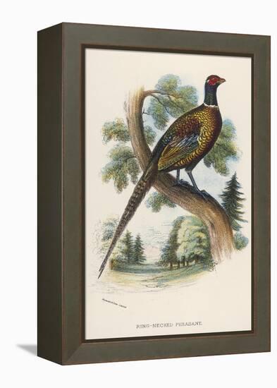 Chinese Ring-Necked Pheasant Phasianus Torquatus-null-Framed Premier Image Canvas