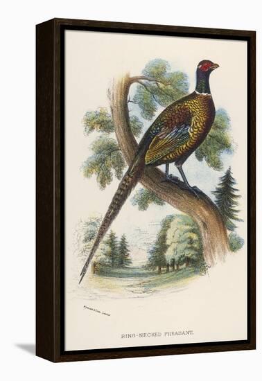 Chinese Ring-Necked Pheasant Phasianus Torquatus-null-Framed Premier Image Canvas