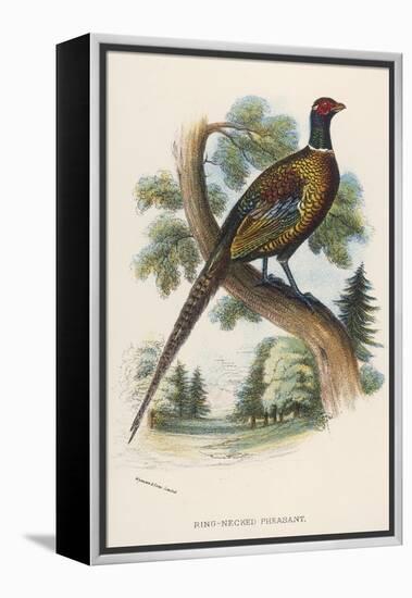 Chinese Ring-Necked Pheasant Phasianus Torquatus-null-Framed Premier Image Canvas