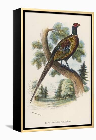 Chinese Ring-Necked Pheasant Phasianus Torquatus-null-Framed Premier Image Canvas