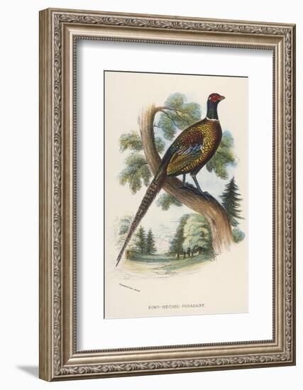 Chinese Ring-Necked Pheasant Phasianus Torquatus-null-Framed Photographic Print