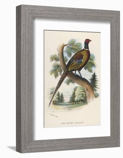 Chinese Ring-Necked Pheasant Phasianus Torquatus-null-Framed Photographic Print