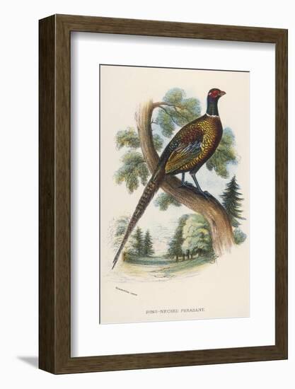 Chinese Ring-Necked Pheasant Phasianus Torquatus-null-Framed Photographic Print