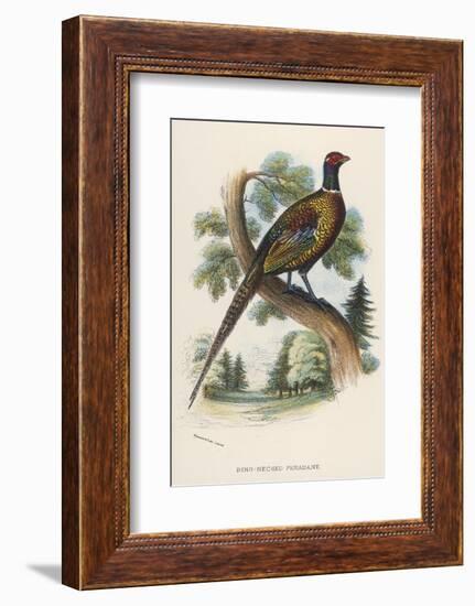 Chinese Ring-Necked Pheasant Phasianus Torquatus-null-Framed Photographic Print