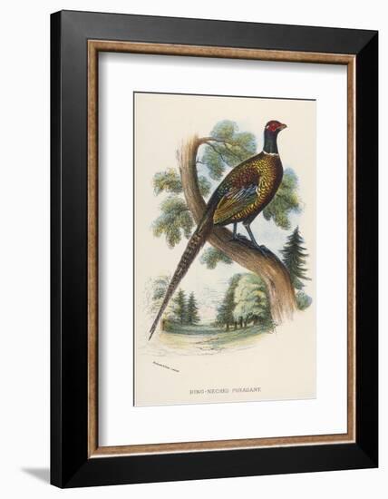 Chinese Ring-Necked Pheasant Phasianus Torquatus-null-Framed Photographic Print