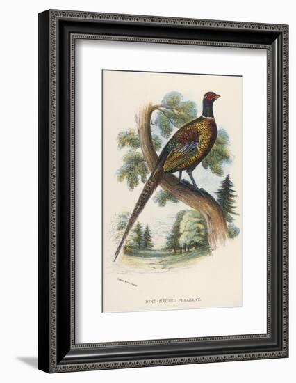 Chinese Ring-Necked Pheasant Phasianus Torquatus-null-Framed Photographic Print