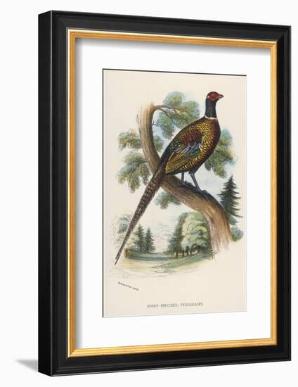 Chinese Ring-Necked Pheasant Phasianus Torquatus-null-Framed Photographic Print