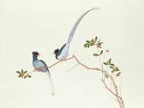 Detail from a Set of Chinese Painted Wallpaper Panels Depicting Pheasants, Phoenix and Peacocks…-Chinese School-Giclee Print