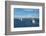 Chinese squid trawler in Stanley, capital of the Falkland Islands, South America-Michael Runkel-Framed Photographic Print