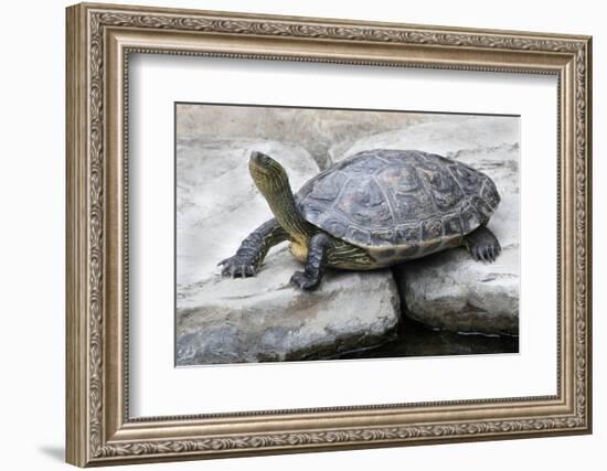 Chinese Stripe-Necked Turtle-Hal Beral-Framed Photographic Print