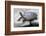 Chinese Stripe-Necked Turtle-Hal Beral-Framed Photographic Print