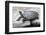 Chinese Stripe-Necked Turtle-Hal Beral-Framed Photographic Print