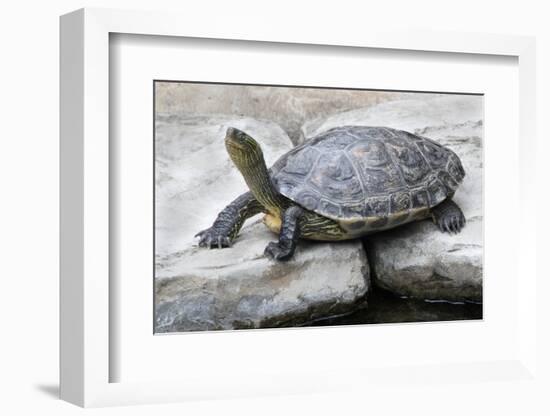 Chinese Stripe-Necked Turtle-Hal Beral-Framed Photographic Print