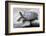 Chinese Stripe-Necked Turtle-Hal Beral-Framed Photographic Print