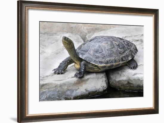 Chinese Stripe-Necked Turtle-Hal Beral-Framed Photographic Print