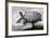 Chinese Stripe-Necked Turtle-Hal Beral-Framed Photographic Print