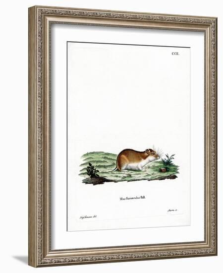 Chinese Striped Hamster-null-Framed Giclee Print