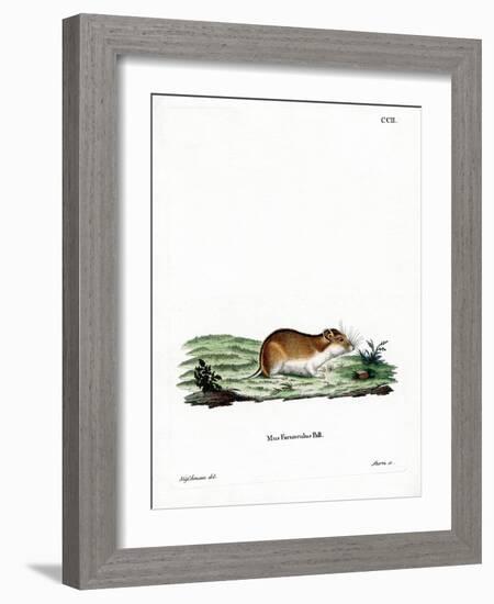 Chinese Striped Hamster-null-Framed Giclee Print