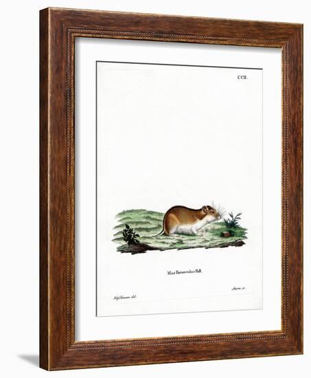 Chinese Striped Hamster-null-Framed Giclee Print