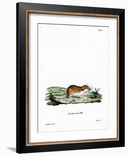 Chinese Striped Hamster-null-Framed Giclee Print