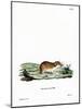 Chinese Striped Hamster-null-Mounted Giclee Print