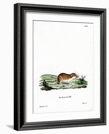 Chinese Striped Hamster-null-Framed Giclee Print