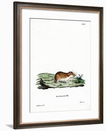 Chinese Striped Hamster-null-Framed Giclee Print