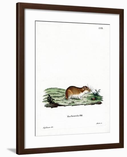 Chinese Striped Hamster-null-Framed Giclee Print