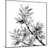 Chinese Traditional Ink Painting, Bamboo On White Background-elwynn-Mounted Art Print