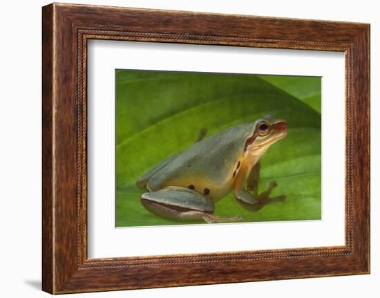 Chinese Tree Frog on Plant-DLILLC-Framed Photographic Print