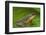 Chinese Tree Frog on Plant-DLILLC-Framed Photographic Print