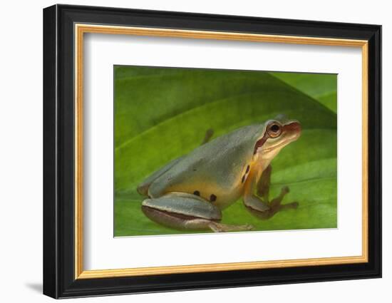 Chinese Tree Frog on Plant-DLILLC-Framed Photographic Print