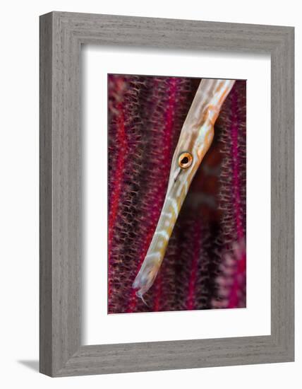 Chinese trumpetfish hunting, Indonesia-Magnus Lundgren-Framed Photographic Print