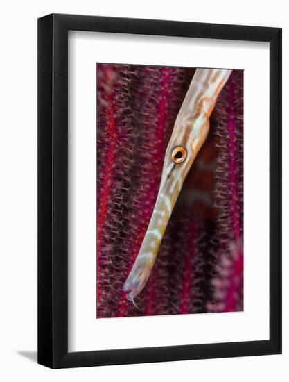 Chinese trumpetfish hunting, Indonesia-Magnus Lundgren-Framed Photographic Print