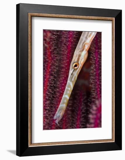 Chinese trumpetfish hunting, Indonesia-Magnus Lundgren-Framed Photographic Print