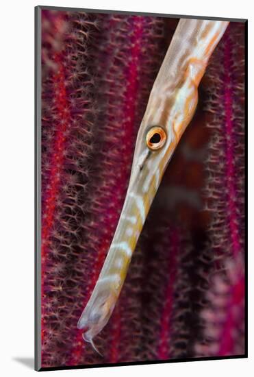 Chinese trumpetfish hunting, Indonesia-Magnus Lundgren-Mounted Photographic Print