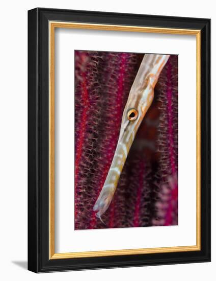 Chinese trumpetfish hunting, Indonesia-Magnus Lundgren-Framed Photographic Print