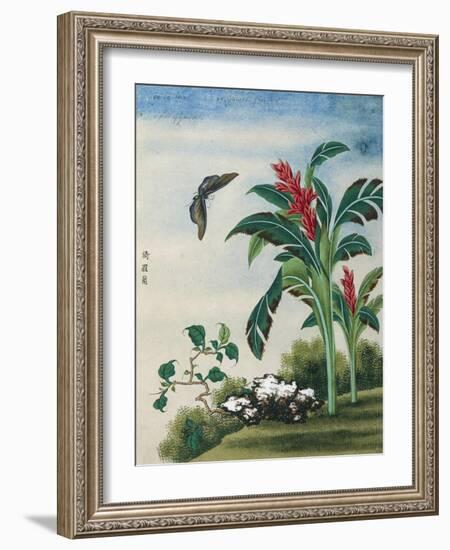 Chinese Watercolor of a Flowering Plant and a Butterfly-null-Framed Giclee Print